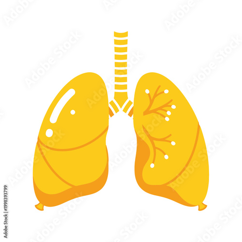 Human Lungs Anatomy Illustration - Respiratory System Organ