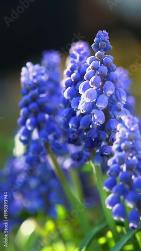 Detailed view of vibrant blue grape hyacinths glowing in soft sunlight, surrounded by blurred greenery in a tranquil spring garden