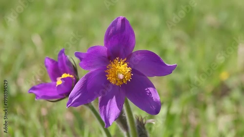 Vibrant purple flower with a bright yellow stamen in full bloom against a green grassy field, showcasing delicate petals and detailed botanical features