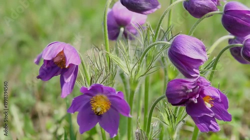 Close-up of vibrant purple pasque flowers with delicate petals and yellow centers, growing in a lush green meadow in spring