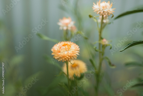 Delicate orange strawflower blooms with soft focus background and green foliage