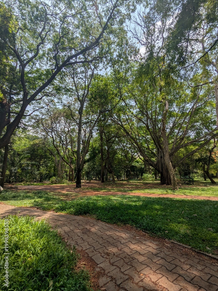 Obraz premium Lush green nature background with fresh leaves and natural sunlight”