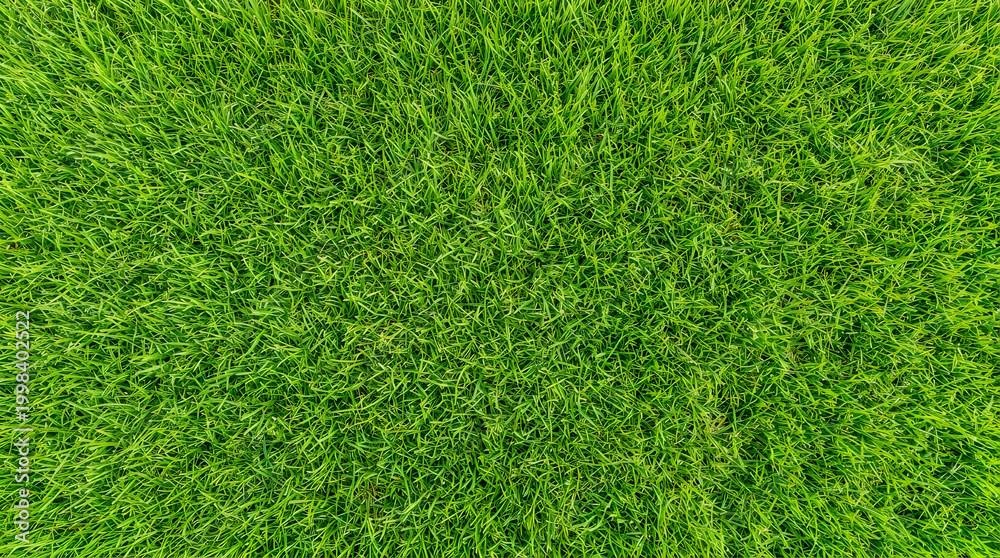 Fototapeta premium Spring green grass background for eco friendly branding and sustainable environment projects 8k high resolution bright sunlit lawn texture no text