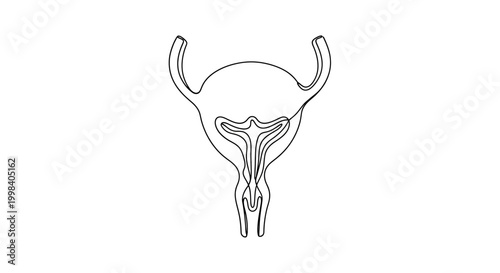 Continuous one line drawing of human female uterus anatomy.