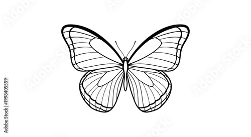 Black and White Butterfly Illustration