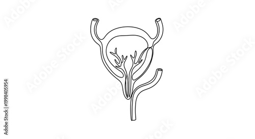 Continuous line drawing of human urinary bladder system anatomy.