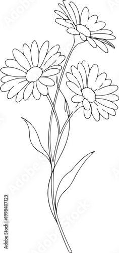 Delicate line of three daisies on stems daisy flower