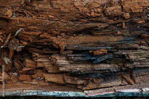 Close up of heavily decomposed wood layers in fallen tree trunk, detailed texture of rot and decay