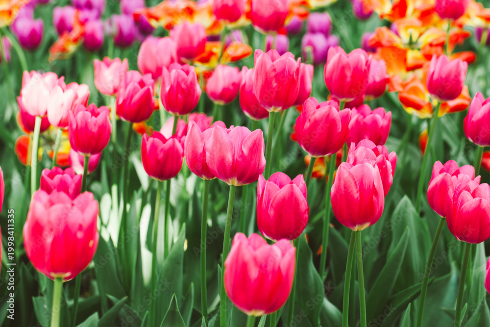 Fototapeta premium Blooming bright pink colorful tulips in the park. Beautiful natural floral background