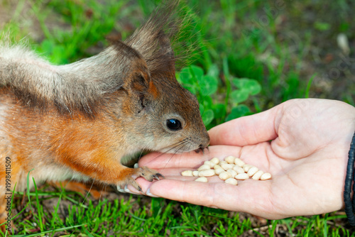 Close-up of a squirrel eating nuts. A man feeds nuts to a squirrel