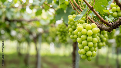 green grapes on vine