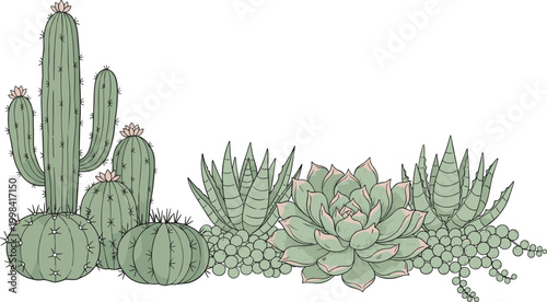 Group of beautiful green succulents and various cactuses in desert style botanical collection isolated on transparent.