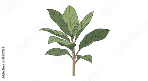 Green Leafy Plant Branch Isolated on White Background