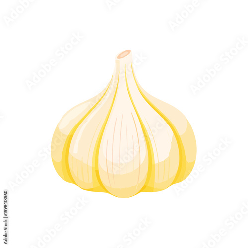 Single Ripe Garlic Bulb Illustration Isolated Organic Food Ingredient