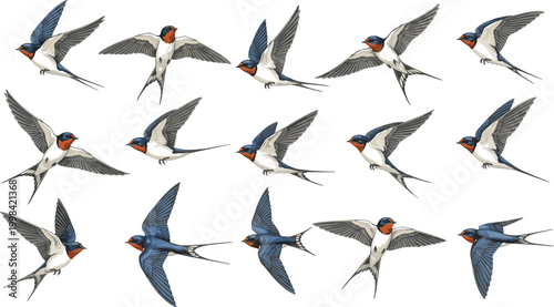 Vector illustration of barn swallows in dynamic flight positions with detailed wings and plumage in decorative design