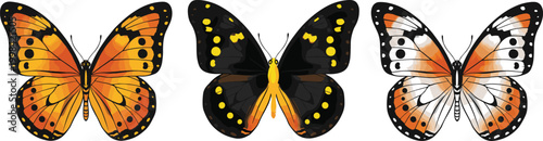 Vector illustration of butterflies with colorful wings and unique patterns in decorative design