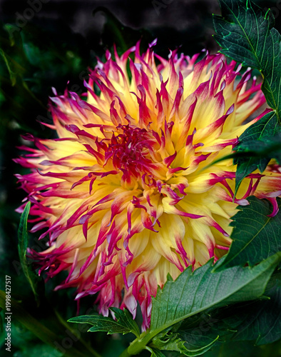 Fotografija View of dahlia in the garden. Variety - Myrtle's folly
