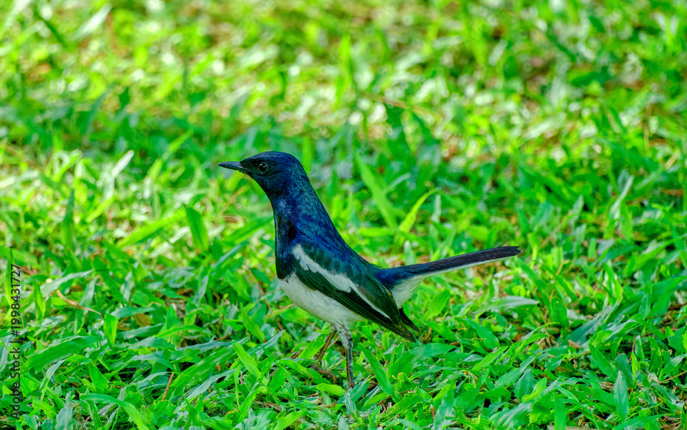 Obraz premium An Oriental Magpie-Robin on a lawn