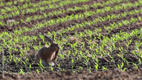 Hare in an agricultural field, hare cleaning its large paws, agriculture, farm, fieldwork, European hare in a meadow among seedlings, large ears and paws, wild hare, Leporidae, Lepus europaeus