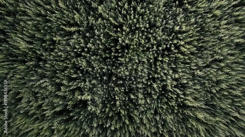 Drone shot over dense wormwood field used for absinthe production