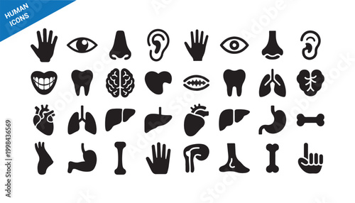 Human anatomy icons set. Detailed medical organs and body parts collection