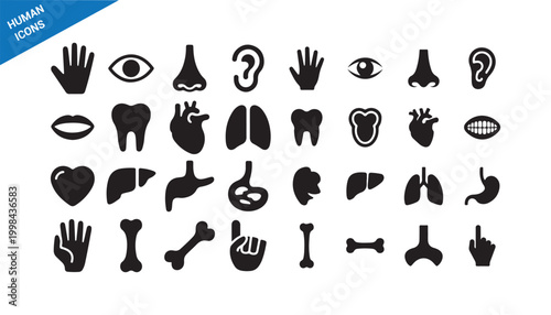 Human anatomy icons set. Detailed medical organs and body parts collection