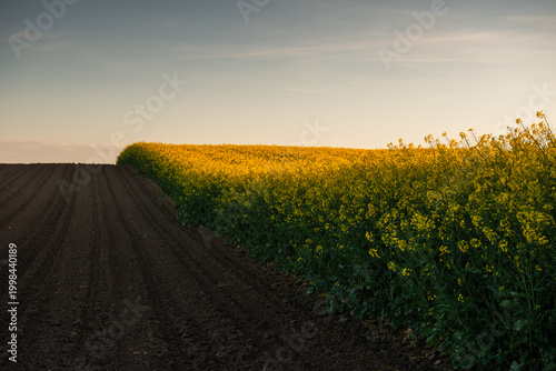 Blooming yellow rapeseed field in beautiful spring landscape