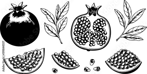 Pomegranate fruit whole and sliced with leaves black and white vector illustration