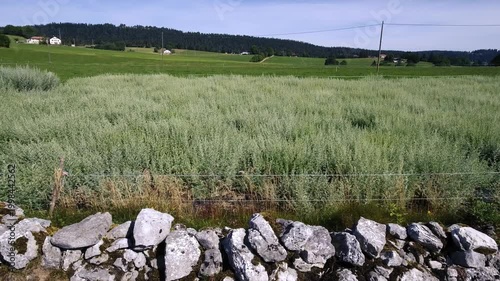 Wormwood field behind traditional stone wall in Swiss countryside