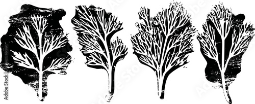 Vintage black and white botanical illustration of kale leaves set with detailed veins and textured edges