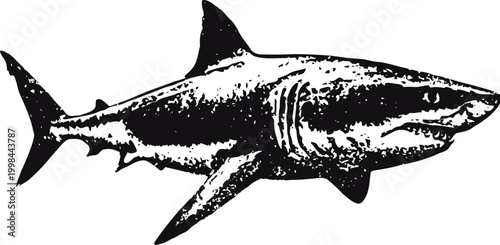 Great white shark illustration ocean predator graphic, aggressive aquatic wildlife design in black and white