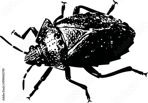 Close up detailed illustration of a shield bug with textured body and segmented legs
