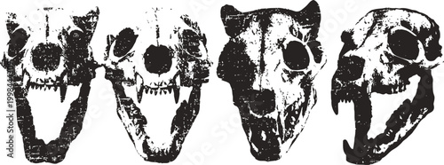 Four black and white animal skull illustrations with detailed teeth and bone structures
