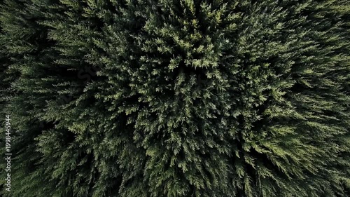 Symmetrical aerial view of wormwood field pattern