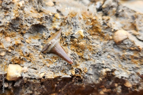 Fotografie Fossilized shark tooth in situ.