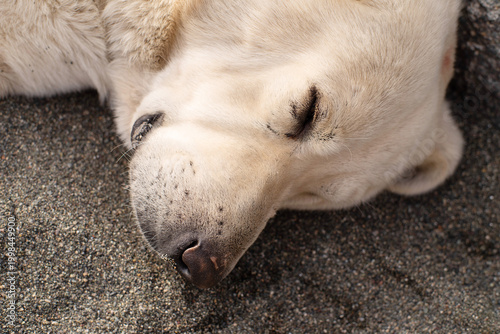 A large white stray dog ​​sleeping on a pebble beach by the sea on a sunny day, close-up, soft selective focus. Stray animals.