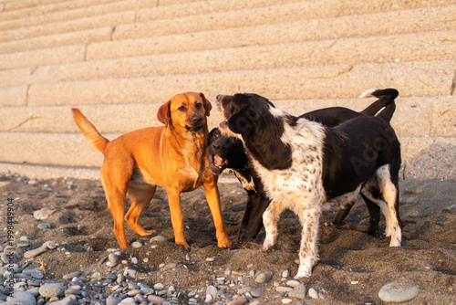 Stray dogs frolic on a pebble beach by the sea at sunset, close-up, soft selective focus. Stray animals.