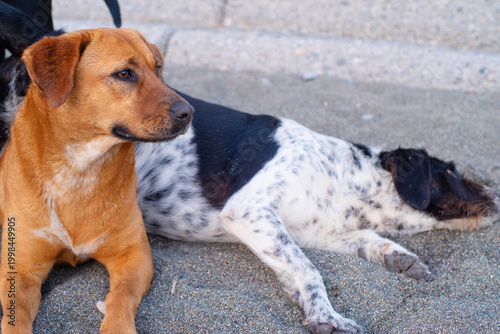Stray dogs frolic on a pebble beach by the sea at sunset, close-up, soft selective focus. Stray animals.