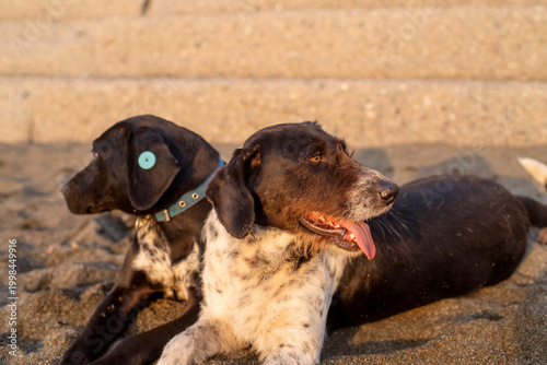Stray dogs frolic on a pebble beach by the sea at sunset, close-up, soft selective focus. Stray animals.
