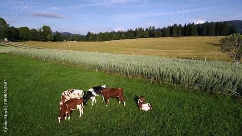Cows grazing near wormwood field in Swiss countryside