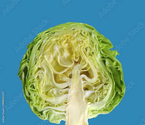 A cut of young cabbage on a blue background resembles the crown of a tree. Abstract image of a tree crown using a cut head of fresh young cabbage.