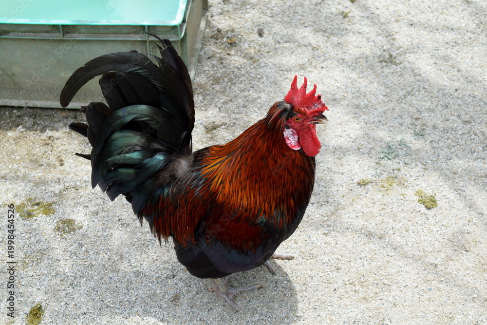 Αυτοκόλλητο Side profile of a domestic rooster with a bright red crest and long dark tail feathers at the Batu Caves complex