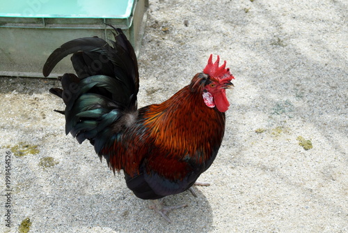 Canvas Print Side profile of a domestic rooster with a bright red crest and long dark tail feathers at the Batu Caves complex