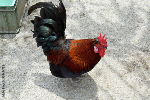 Photography Side profile of a domestic rooster with a bright red crest and long dark tail feathers at the Batu Caves complex