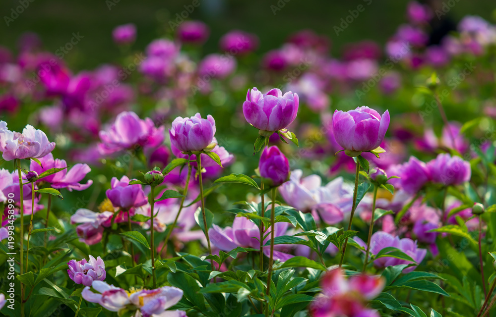 Fototapeta premium Peony Bloom: A Spring Feast of Pink-Purple Petals and Golden Stamens