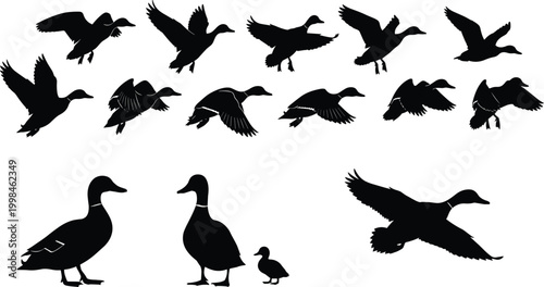 Duck silhouettes, flying birds, standing waterfowl, duck family vector, wildlife illustration, nature artwork, animal shapes, bird design, migration scene, farm animals