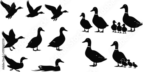 Duck silhouettes, flying birds, swimming waterfowl, standing ducks, duck family vector, wildlife illustration, nature artwork, animal shapes, bird design, migration sceneDuck silhouettes, flying birds