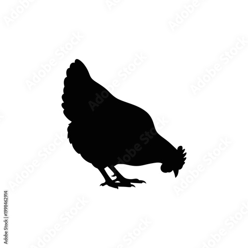 Silhouette of a Chicken Pecking at the Ground.