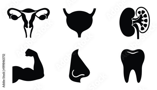 Set of human body organs and anatomy icons