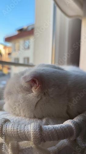 White Scottish Fold cat with blue eyes, cute, fluffy, soft fur, looking at camera, studio lighting, clean background